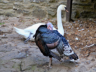 Hrad Svojanov (Česká republika)