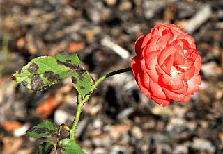 Hrad Svojanov (Česká republika)