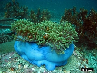 Korálové zahrady Mu Ko Surin (Thajsko)