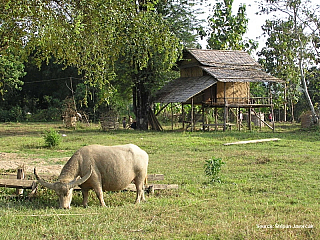 Štěpa ze světa 23 – cesta do Chiang Mai (hranice Laos – Thajsko)