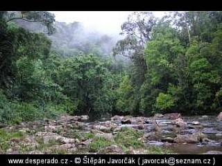 Trek v džungli (Malajsie)