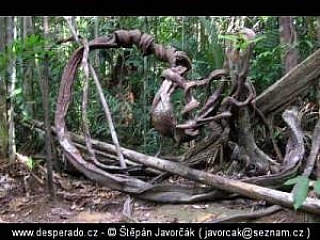 Trek v džungli (Malajsie)