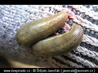 Trek v džungli (Malajsie)