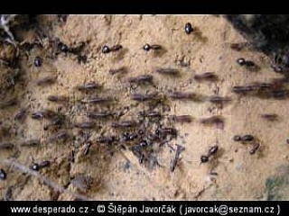 Trek v džungli (Malajsie)