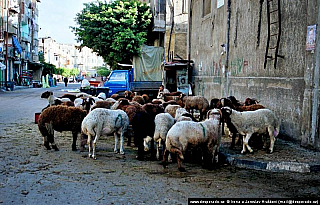 Alexandria (Egypt)