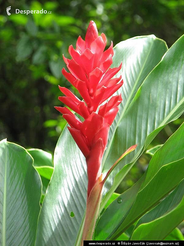 Rio Tatin (Guatemala)