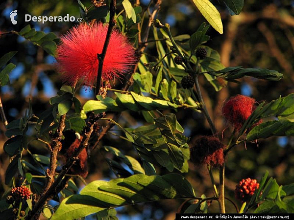 Panajachel (Guatemala)