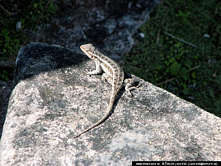 Tikal (Guatemala)