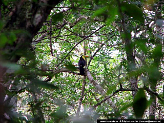 Tikal (Guatemala)