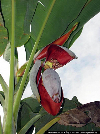 Rio Tatin (Guatemala)