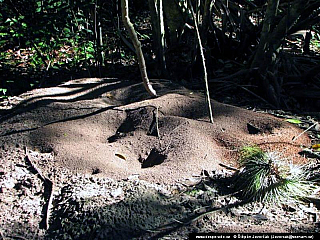 Tikal (Guatemala)