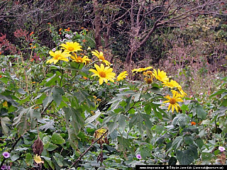 Panajachel (Guatemala)