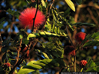 Panajachel (Guatemala)